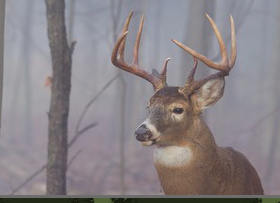 Intorduction to Whitetail Hunting